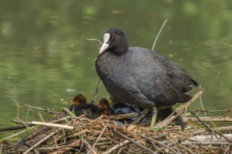 Eurasian Coot (Fulica atra) protecting its chicks on the nest. Bas-Rhin, Alsace, Grand Est, France