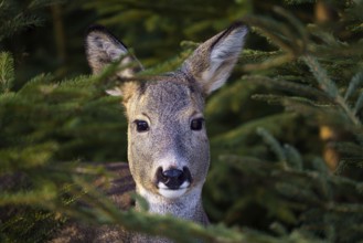 Roe deer in a spruce forest, Capreolus capreolus. Wild roe deer in nature