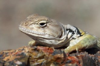 Collared Iguana, Crotaphytus collaris, Arizona, USA
