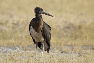 Abdim's stork, Ciconia abdimii, Oman