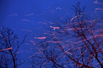 Spinning sparks leave their trajectory as they swirl upwards in the dark blue evening sky.