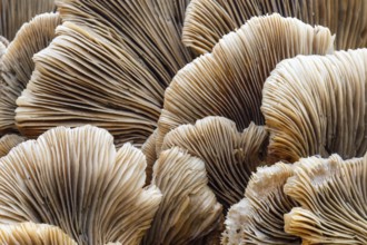 Underside mushroom, lamellae, tree fungus