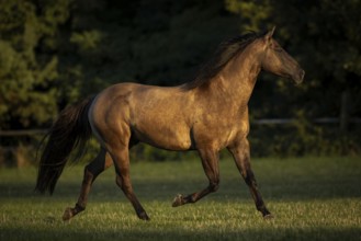 Quarter Horse mare in the evening light on the pasture, Austria