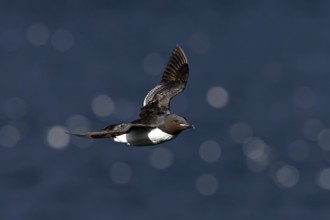 Thick-billed Guillemot, (Uria lomvia), animals, birds, guillemots, flight photo, alk family, alk,