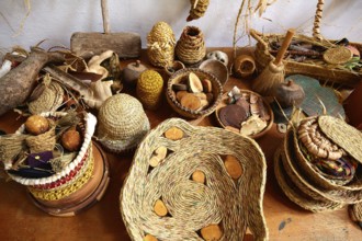 Esparto halfah grass used for crafts as cords basketry and espadrilles