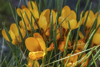 A dense bush of bright yellow crocuses surrounded by green leaves, Weseke, Borken, Westphalia,