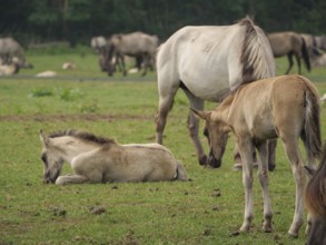 One foal is lying in a green pasture, another is standing nearby, surrounded by other horses,