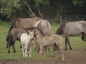 Several horses, including two foals, standing together in a meadow, merfeld, North