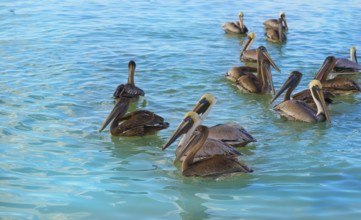 Pelican birds swimming in Caribbean beach of Mexico