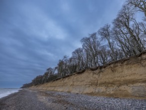 Trees in the ghostly forest on the cliffs facing the Baltic Sea, Nienhagen, Mecklenburg-Vorpommern,