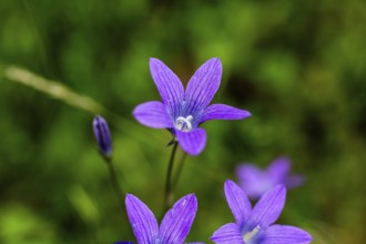 Meadow bellflower, Campanula patula, Veitsch, Styria, Austria