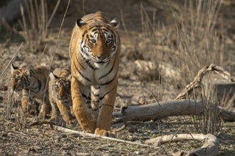 Royal Bengal tigress with two small cubs in tow approaching in the dry scrub forest habitat of
