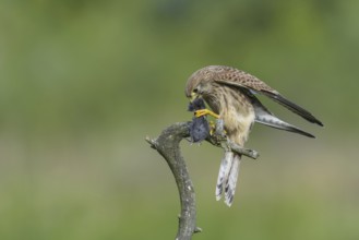 Kestrel (Falco tinnunculus)