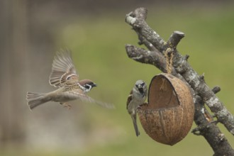 Tree sparrow (Passer montanus)