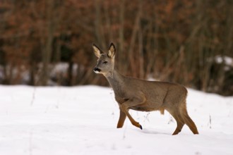 Roe deer, buck (Capreolus capreolus)