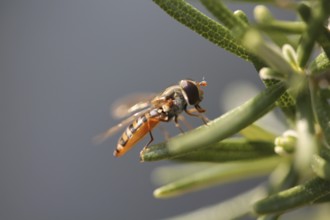 Grove hoverfly (Episyrphus balteatus)