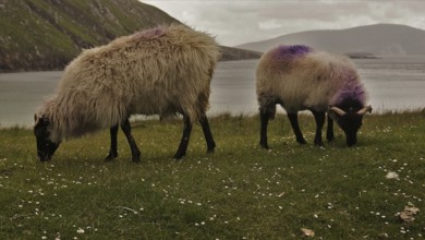 Sheep (ovis)
