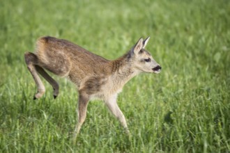 Young wild roe deer in grass, Capreolus capreolus. New born roe deer, wild spring nature