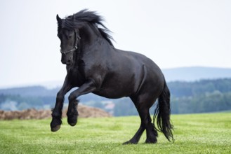 Black Friesian horse running in field