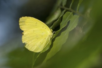 Delicate yellow butterfly perched on leafy greenery in a natural setting