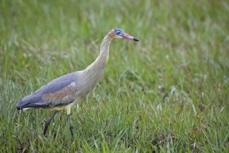 Whistling Heron, Syrigma sibilatrix, Argentina