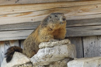 Alpine marmot, Marmota marmota