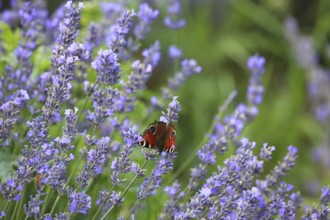 Close-up of lavender in bloom in a lush field. The lavender flowers are a rich purple colour and