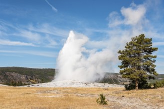 Famous Old Faithful geyser erupting, Yellowstone National Park, USA