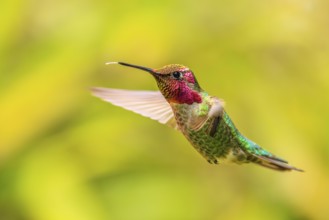 Closeup of a male Anna's Hummingbird (Calypte anna) hovering in mid-air. British Columbia, Canada