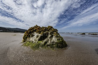 Rocks overgrown with seaweed and aquatic plants on the beach at the edge of Snowdonia National