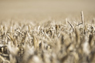 Ripe, golden ears of wheat stand close together in a sun-drenched cornfield, Coxhill,