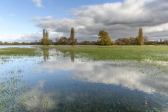 Flooded meadow after heavy rains. Autumn landscape. Bas-Rhin, Collectivite europeenne d'Alsace,