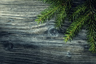 Pine tree branch on vintage wooden board