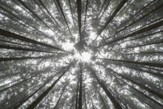 Looking up in the conifer tree forest with fog near Biberach
