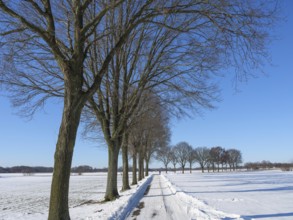 Snowy road with trees under a clear sky in a rural winter environment, weseke, borken, münsterland,