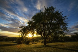 Sunrise, orchard meadow