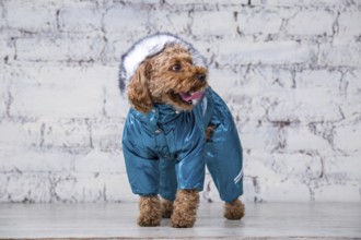 Small funny dog of brown colour with curly hair of toy poodle breed posing in clothes for dogs.