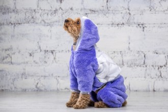 Small funny dog of brown colour with curly hair of toy poodle breed posing in clothes for dogs.