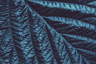 Blue green toned leaf botanical background, trendy abstract floral texture