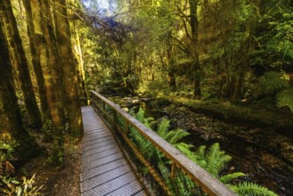 The majestic Nelson Falls and surrounding landscape in Franklin-Gordon Wild Rivers National Park on