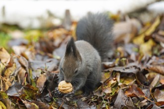 Squirrel (Sciurus vulgaris)