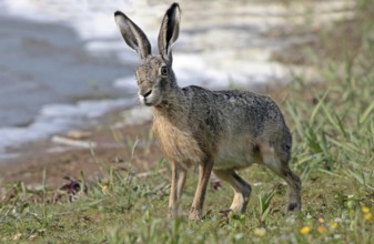 European hare (Lepus europaeus)
