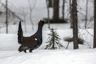 Capercaillie (Tetrao urogallus)