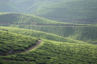 Tea plants Latin name Camellia sinensis fresh foliage and tender leaves, Tea gardens at Munnar,