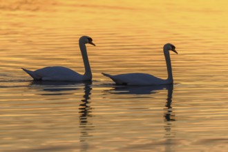 Mute swan (Cygnus olor) silhouette in the water at sunset. Bas-Rhin, Alsace, Grand Est, France