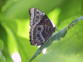 Blue Monrpho Butterfly Peleides underside in red leaf outdoor