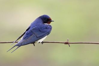 Barn Swallow, Hirundo rustica