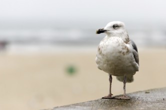 Seagull in Kolobrzeg