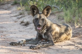 African wild dog laying on the road in the Kruger National Park, South Africa