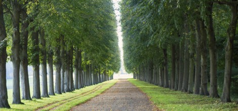 Perfect linden alley for some superb walks and reflection. Versailles. Why is France famous for